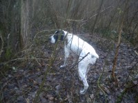 /album/dipsy-en-action-de-chasse/dipsy-fev-2011-jpg/